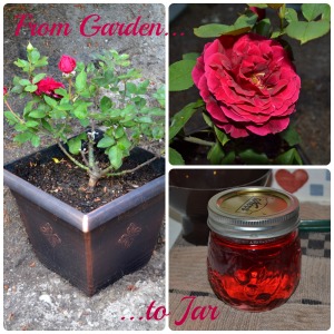 Garden to Jar Collage