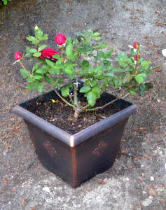 Potted Rose