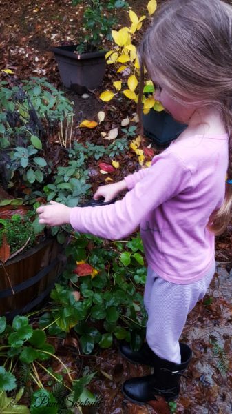 13-harvesting-herbs-in-the-rain