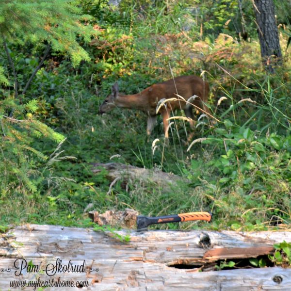 Our campsite visitor that our oldest granddaughter named Darnie the Deer.